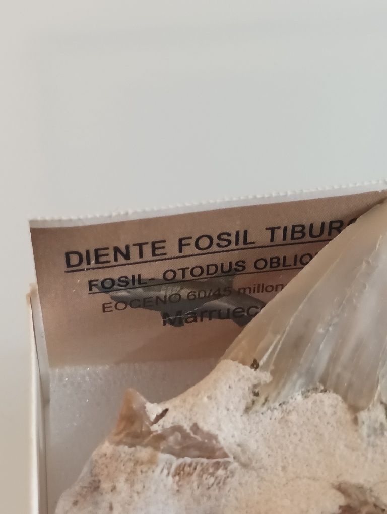 Fóssil de dente de tubarão