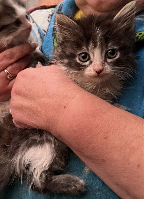 Кошенята (2 місяці)