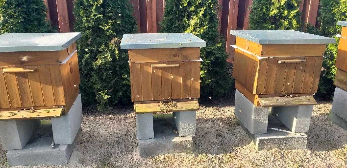 Rodziny pszczele pszczoły Włocławek