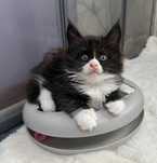 Kotka Maine Coon - Ella