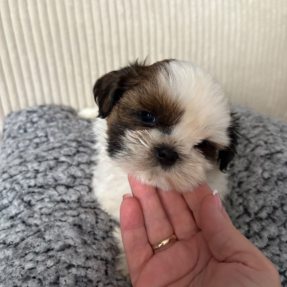 Szczeniak Shih tzu