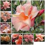 Oleander brzoskwiniowy pachnacy