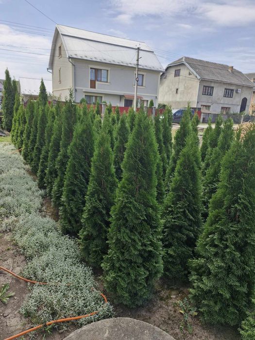 Туї Смарагд завезені з Польщі