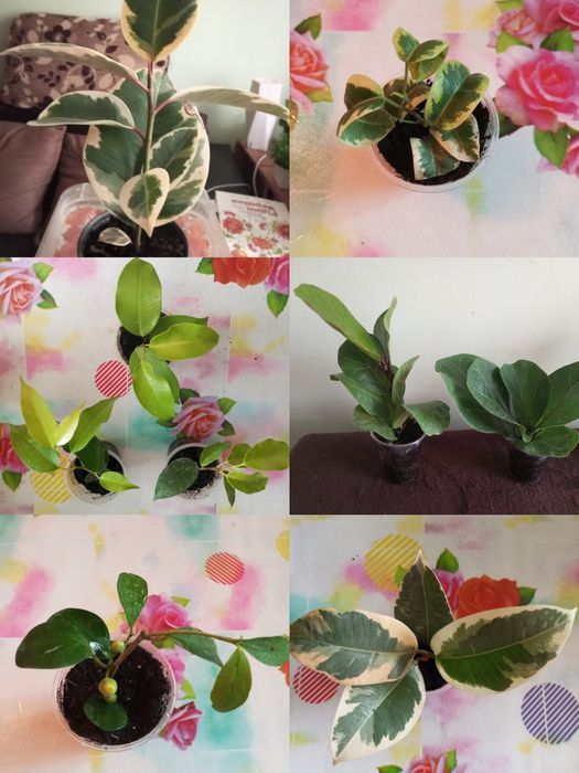 Фікуси та фікусята Робуста, Беліз, Реджинальті , Неон, Естер