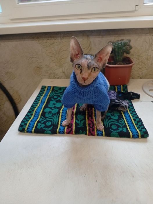 Вязка Кошка Сфинкс