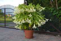 Datura brugmansia anielskie trąby białe i łososiowe wyprzedaż  okazja