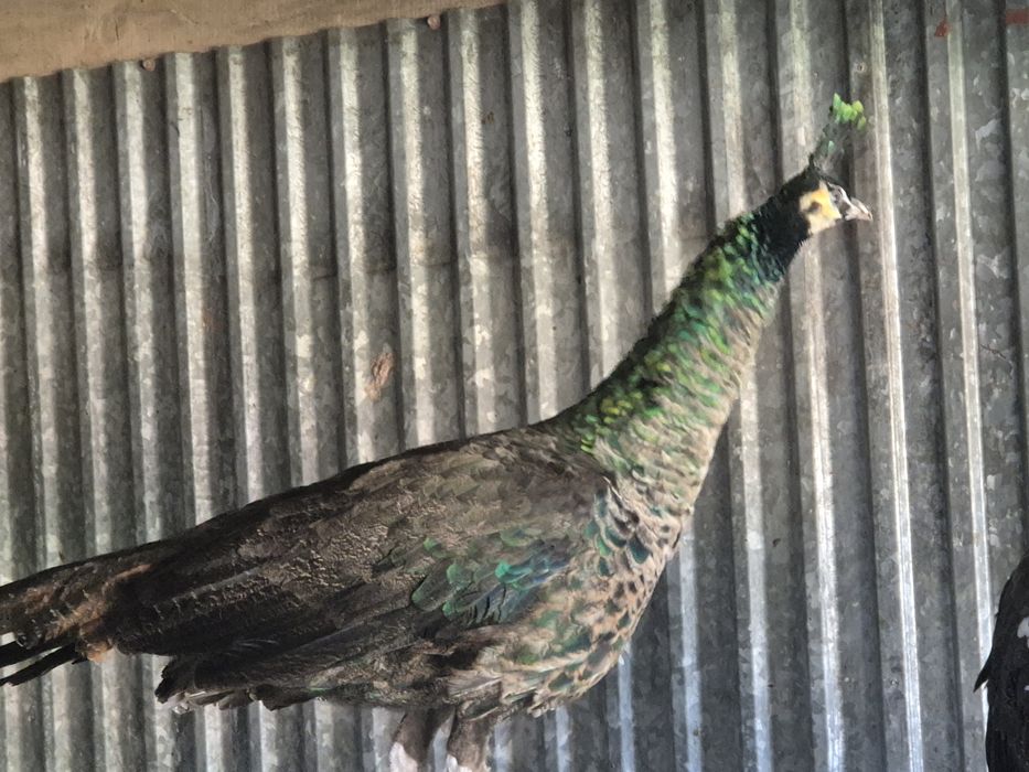 Paw Szmaragdowy Samiec