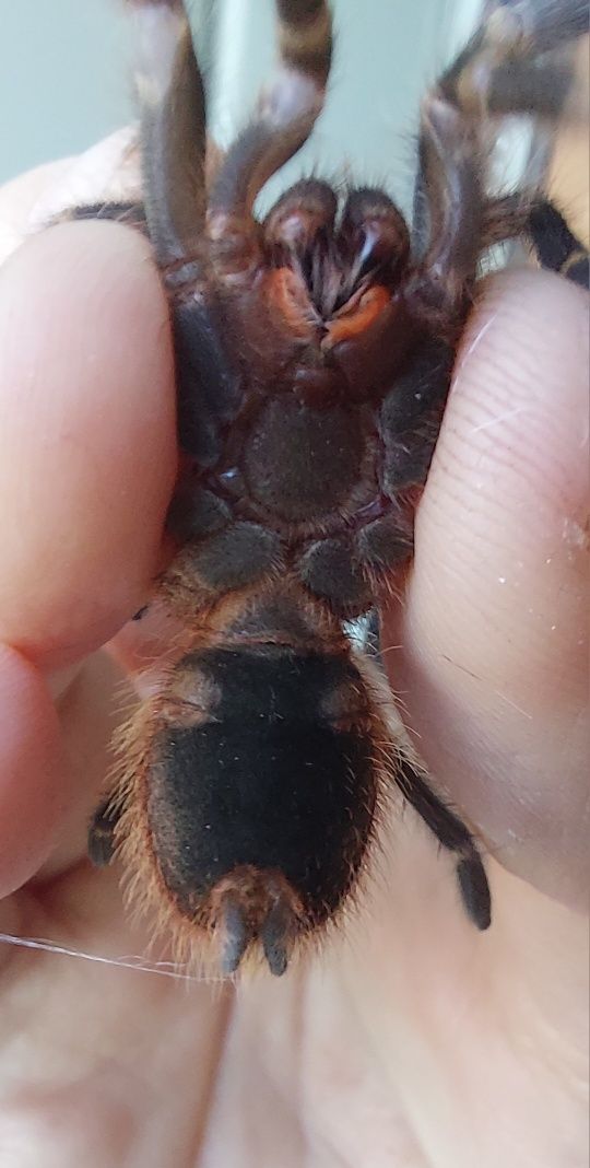 Grammostola pulchripes SAMICA ok. 3 dc