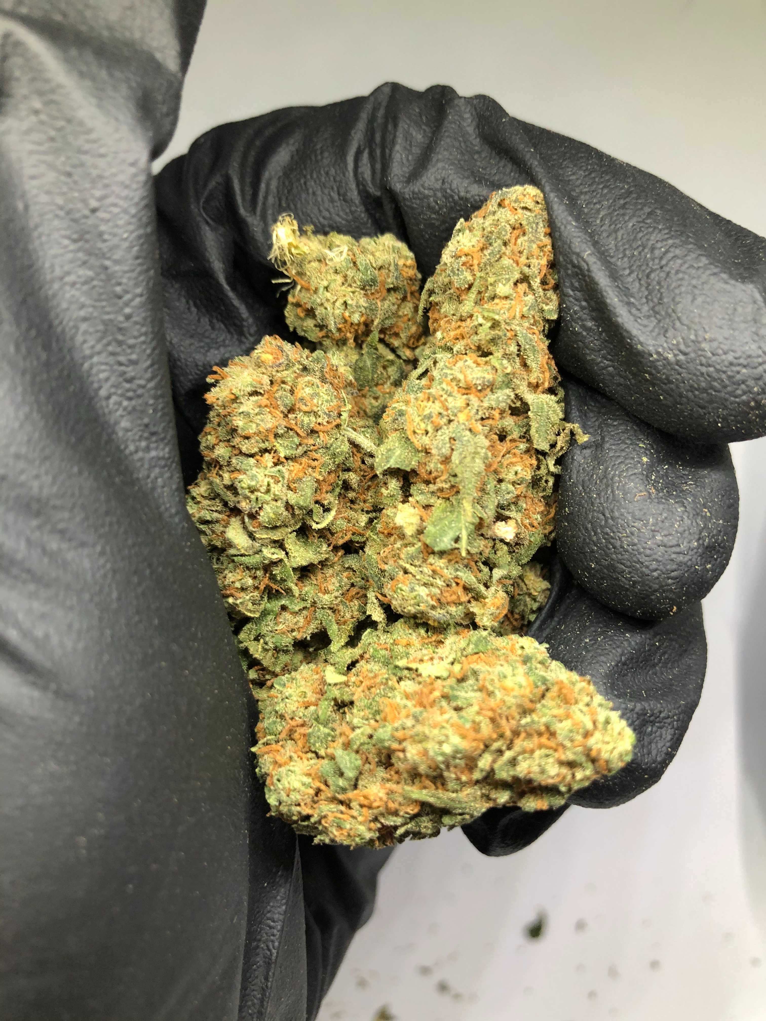 Susz konopny Pineapple Express CBD 4,20 zł/g 4200zł/kg jasny