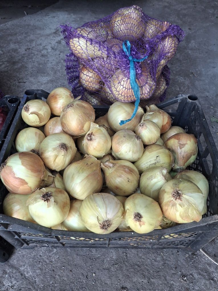 Продам цибулю, часник