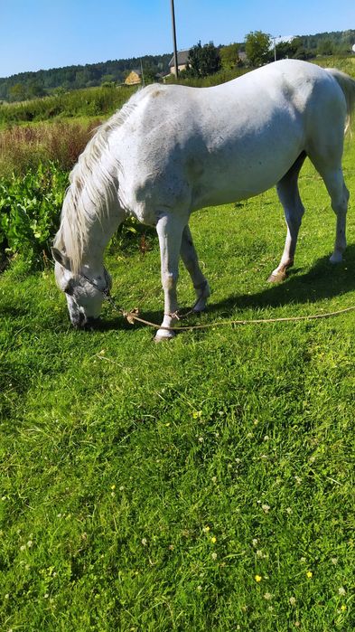 Кінь ( кобила) продам робочу кобилу