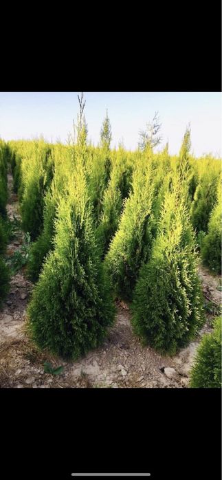 Tuja Szmaragd 120-130  PRODUCENT*DOSTAWA*SADZENIE*GRYS(140/150/160)