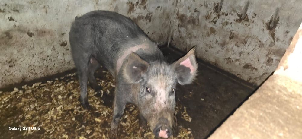 Porca 120/130kg para abate ou criação animal de excelente qualidade