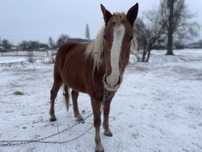 Кобила молода 3.5 роки