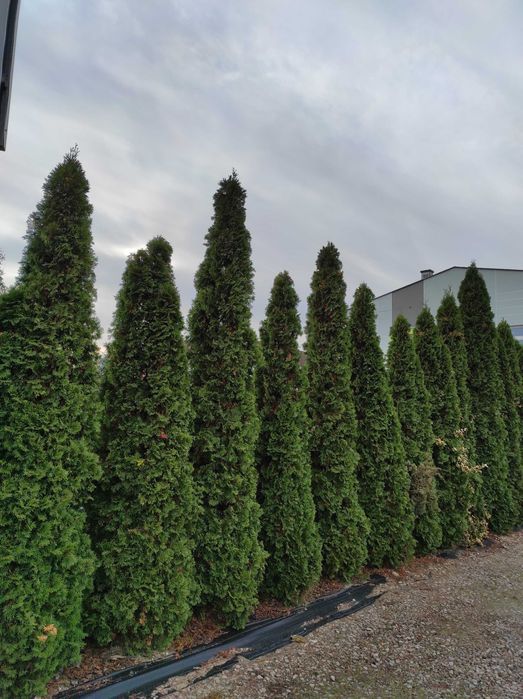 Oddam tuje, do wykopania