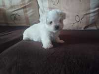 Bichon maltês fêmea