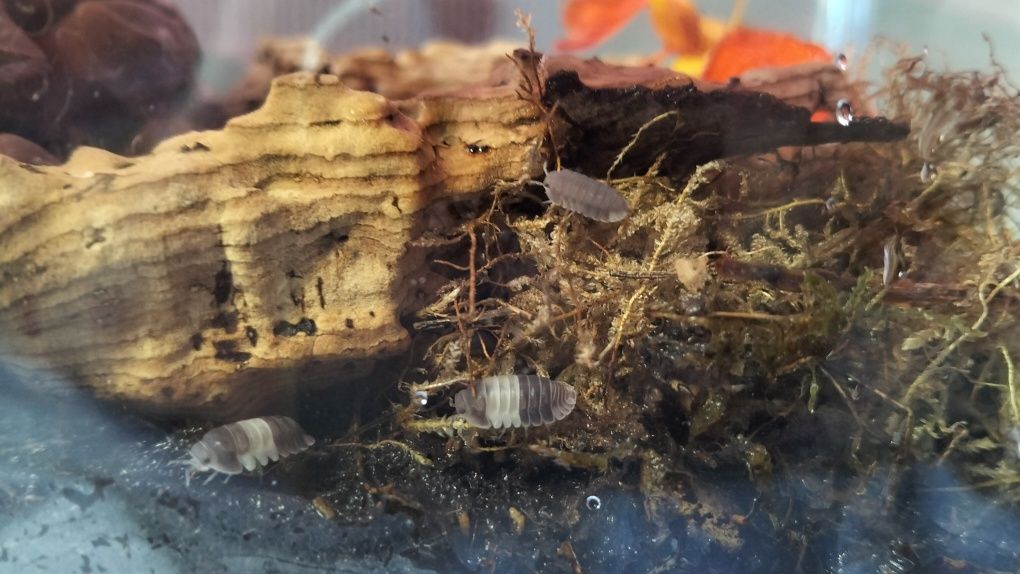 Isopods ( Bicho da Conta )