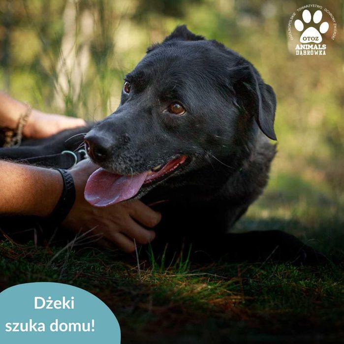 Dżeki szuka domu