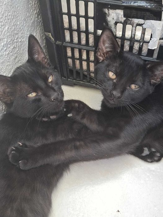 Gatos machos para adoção conjunta responsável