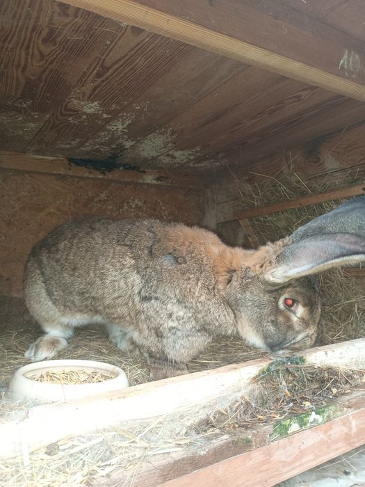 Królik kroliki młode olbrzym belgijski baran francuski