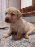 Szczeniak Labrador Retriever