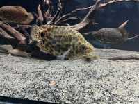 Gouramis leopardo, hoplo catfish