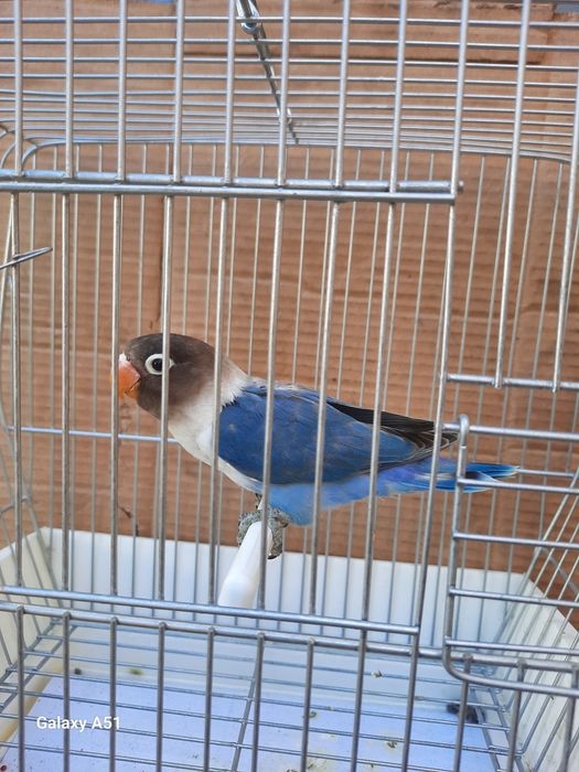 Agapornis Personata 2025 mais gaiola