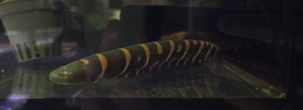 Gymnotus ucamara/ Nożowiec tygrysi
