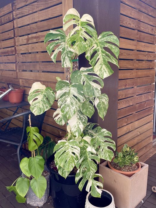 Monstera deliciosa variegata