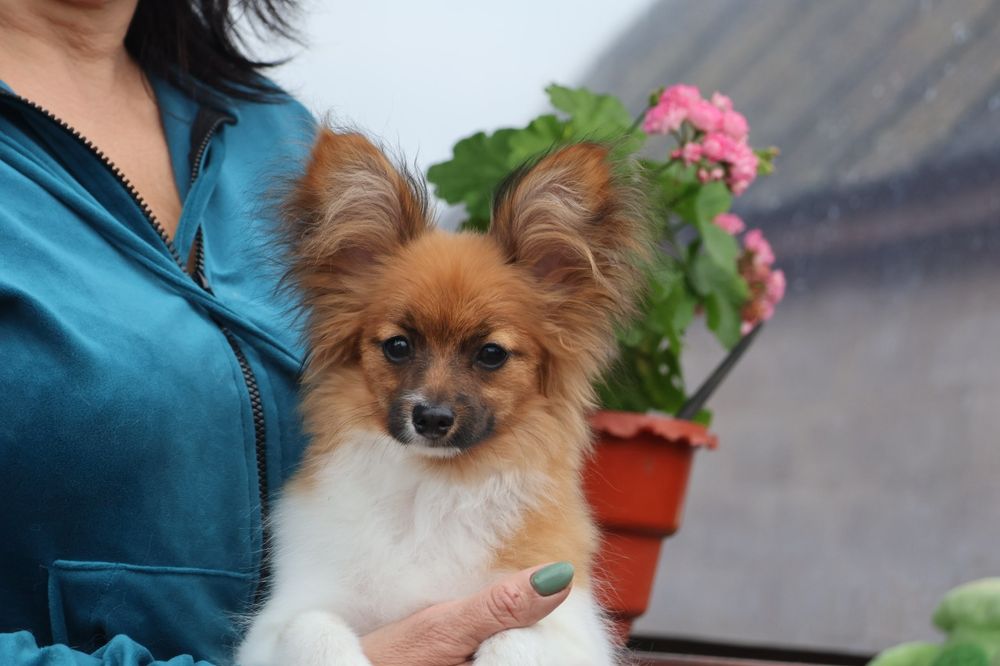 Папійн дівченка папільйон