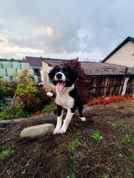Suczka bordercollie