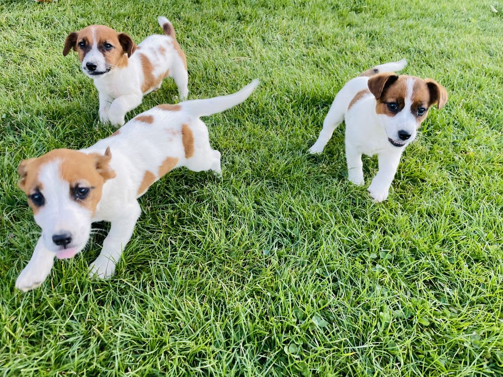 Jack Russell Terrier suczka Figa  rodowód