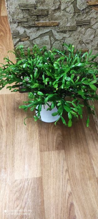 Рождественик цветок Шлюмбергера