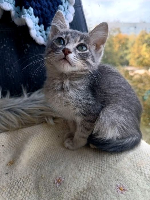 Голубой полосатый котёнок мальчик ищет дом! Котята в хорошие руки!