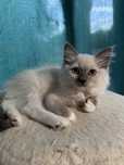 kocurek Ragdoll rag  a 04