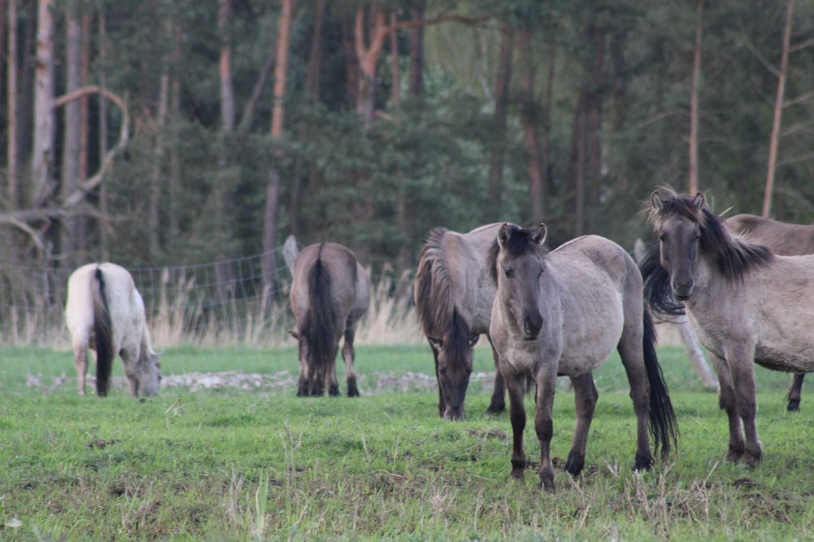 Koniki Polskie z hodowli rezerwatowej