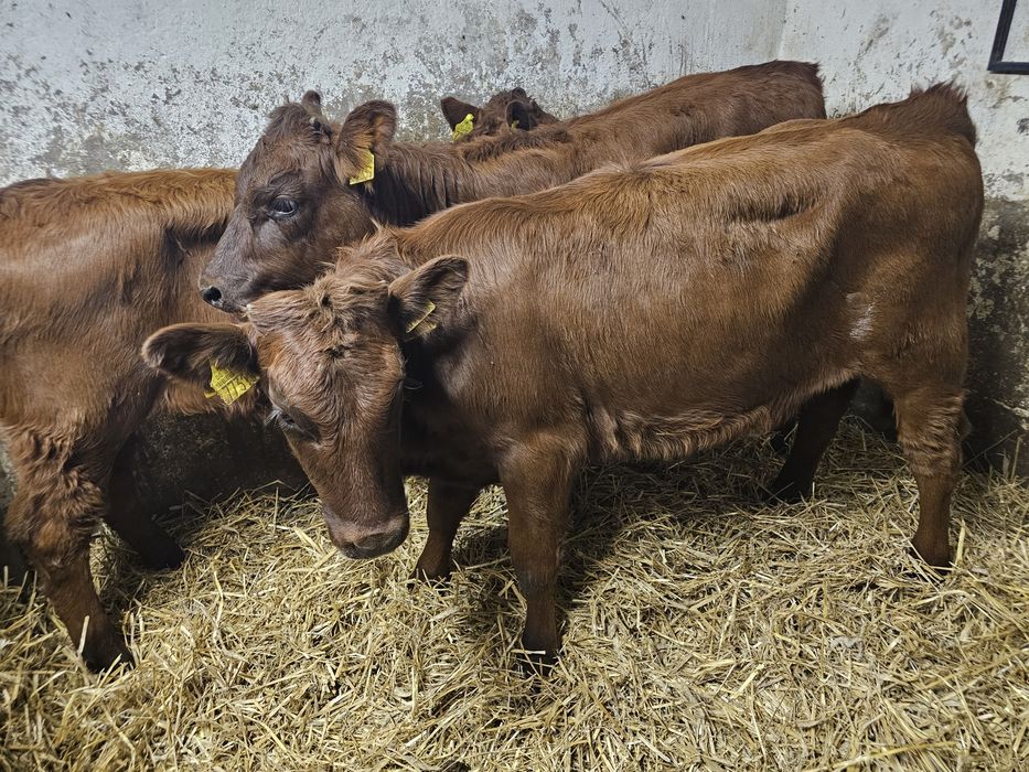 Sprzedam 3 jałowki odsadki 5 miesięcy