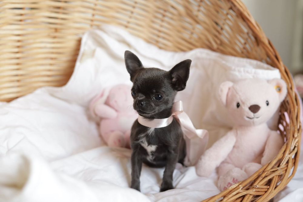 Niebieska sunia chihuahua  XS fci
