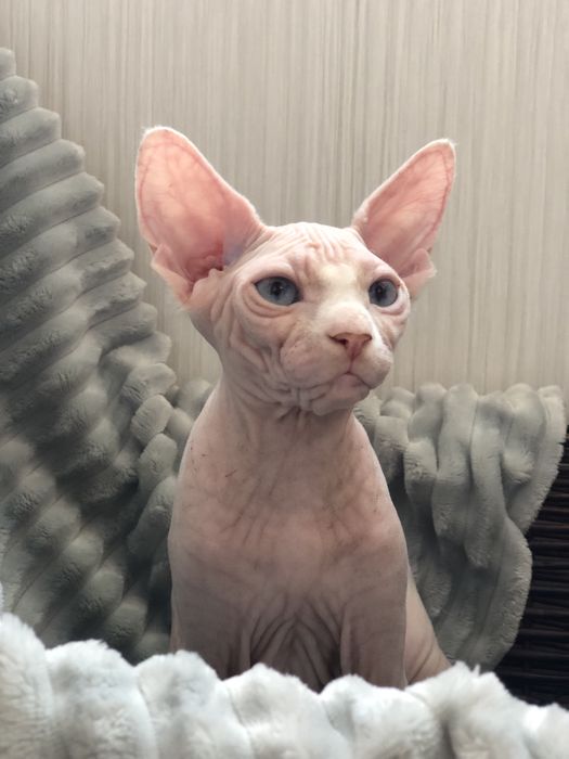 Сфинкс голубоглазая девочка