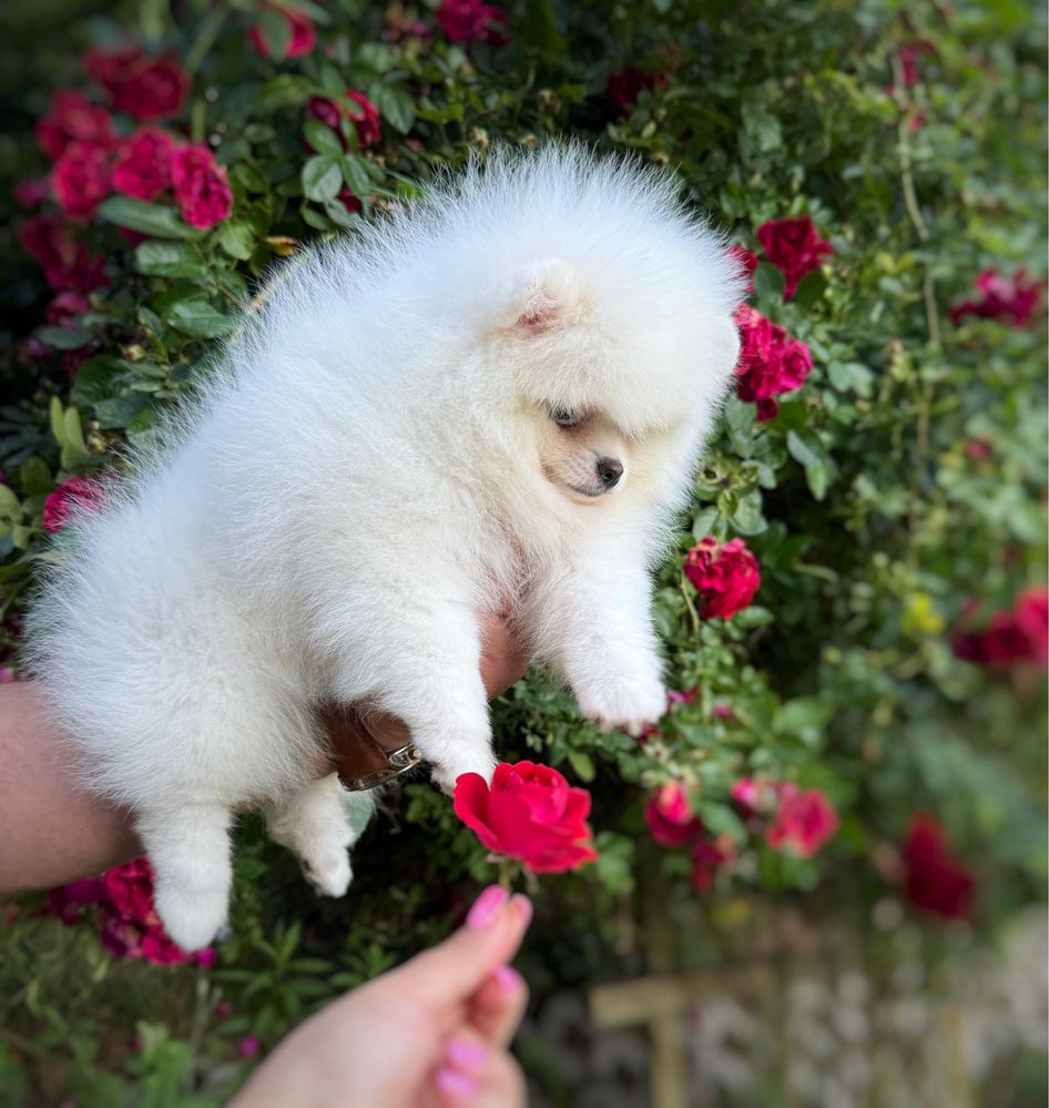 Biała suczka Szpic miniaturowy do odbioru+Paszport Pomeranian Zkwp FCI