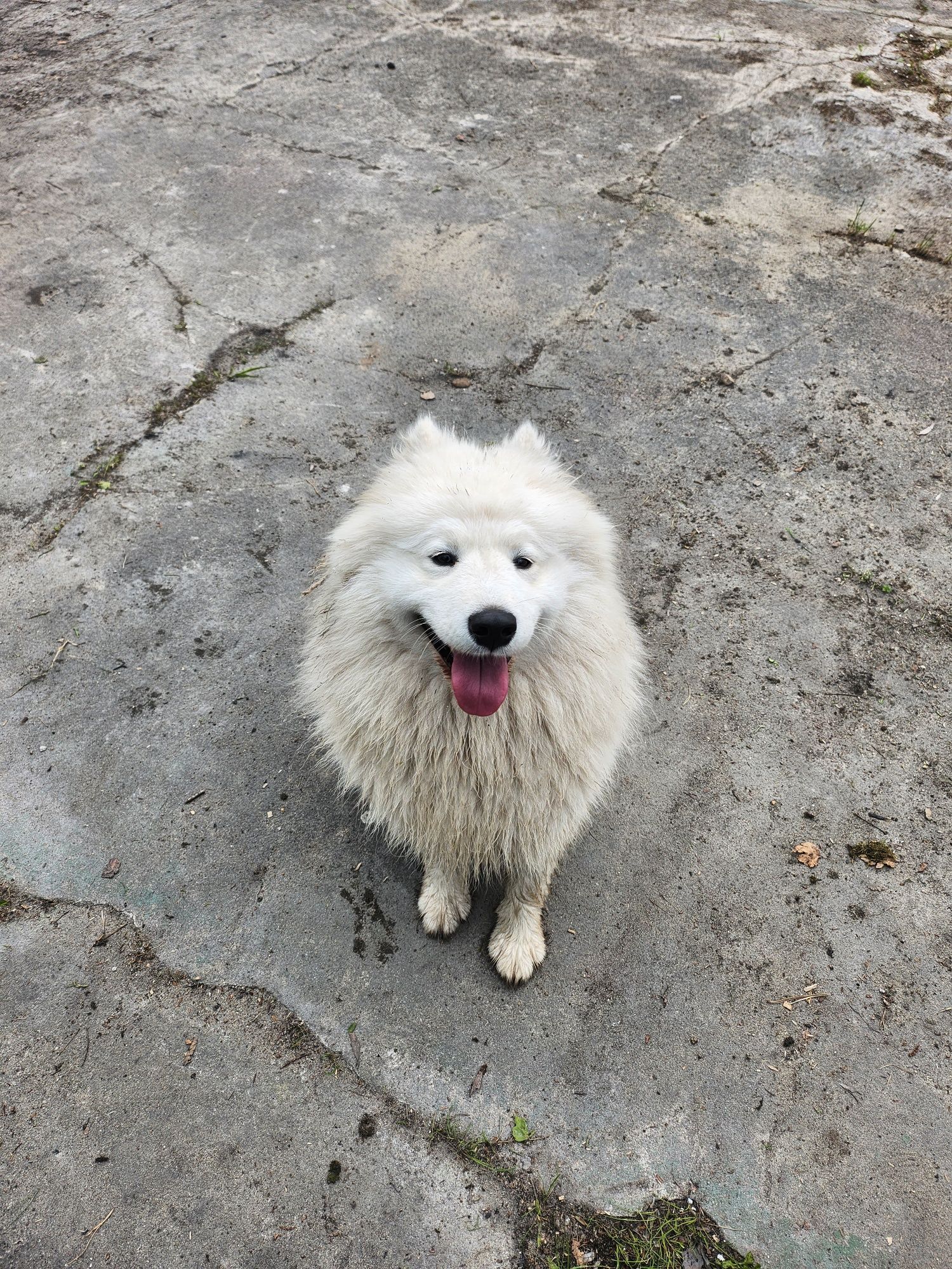 Sprzedam Sunie Samojed