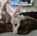 Devon Rex - Kasper - Dostępny Kocurek Point z Niebieskimi Oczkami