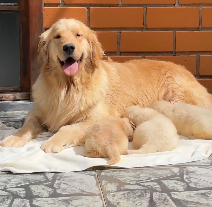 Szczeniak Golden retriever złoty piesek wyprawka szczeniak