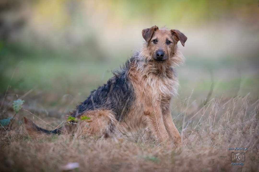 Piękny pies Koko szuka kochającego domu!