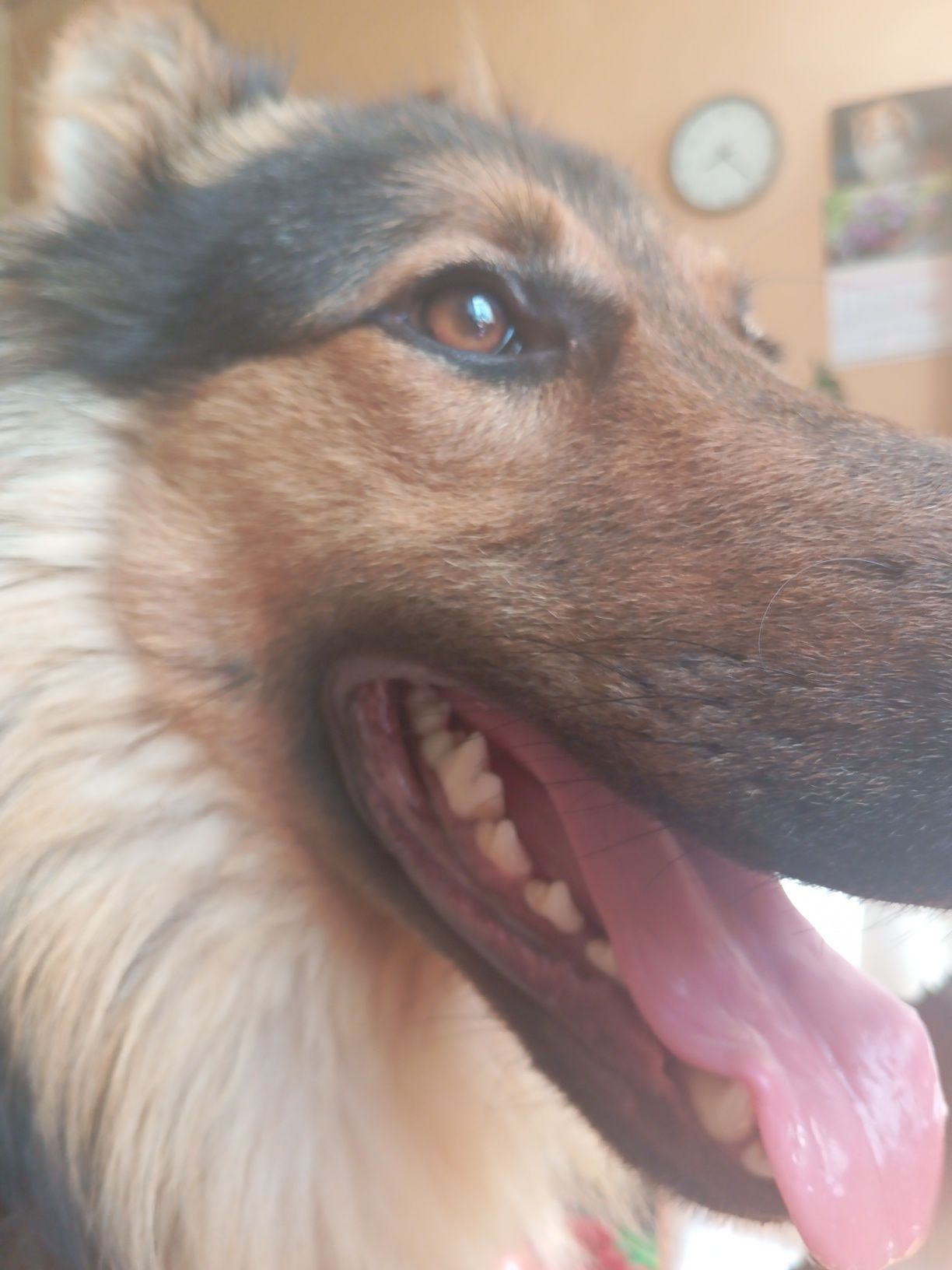 Piesek do adopcji