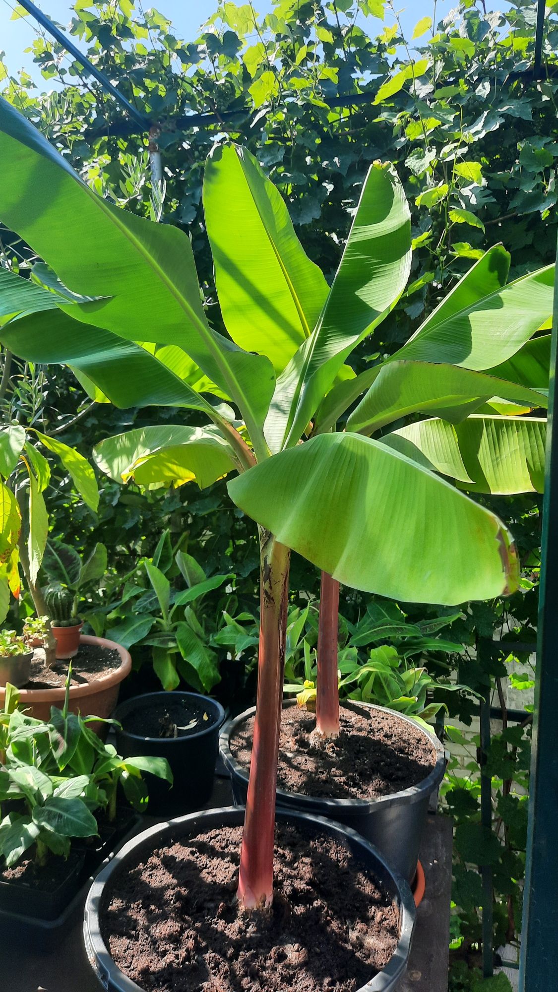 Банан Кавендишь самоопыляющийся, плодоносящий 2,5 роки