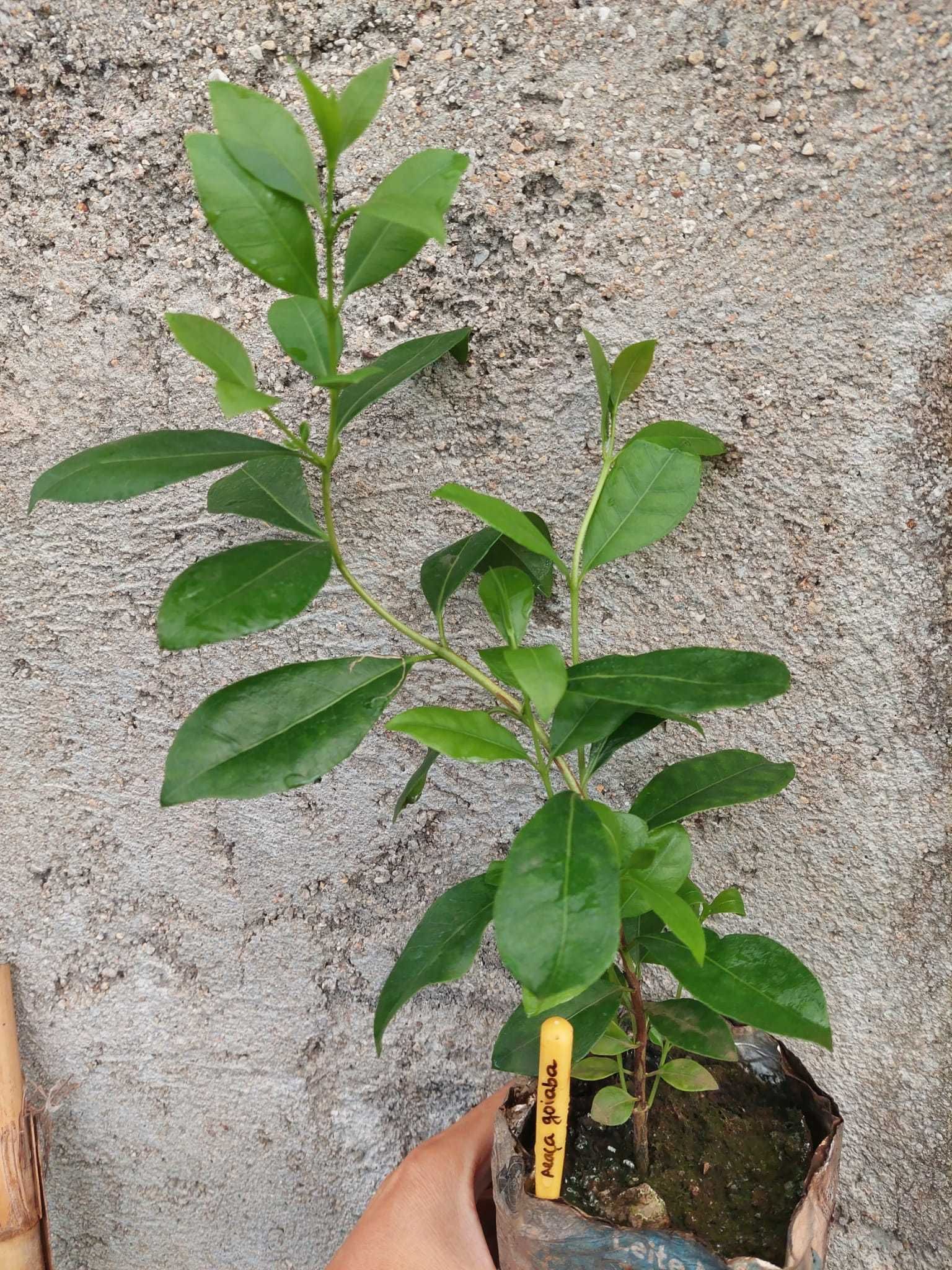 Araça Goiaba - Psidium longipetiolatum.