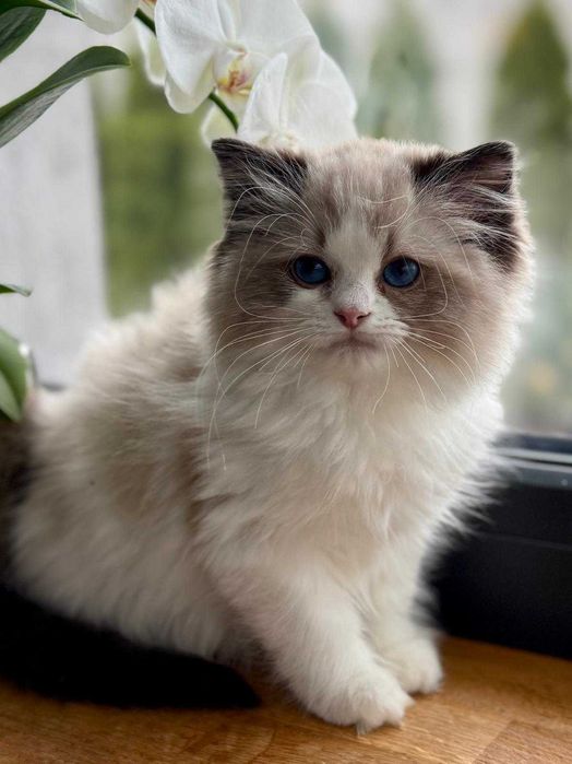 Cudowny  Ragdoll    kocurek do rezerwacji