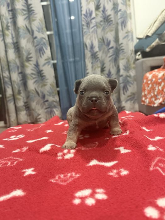 Bulldog frances exotico