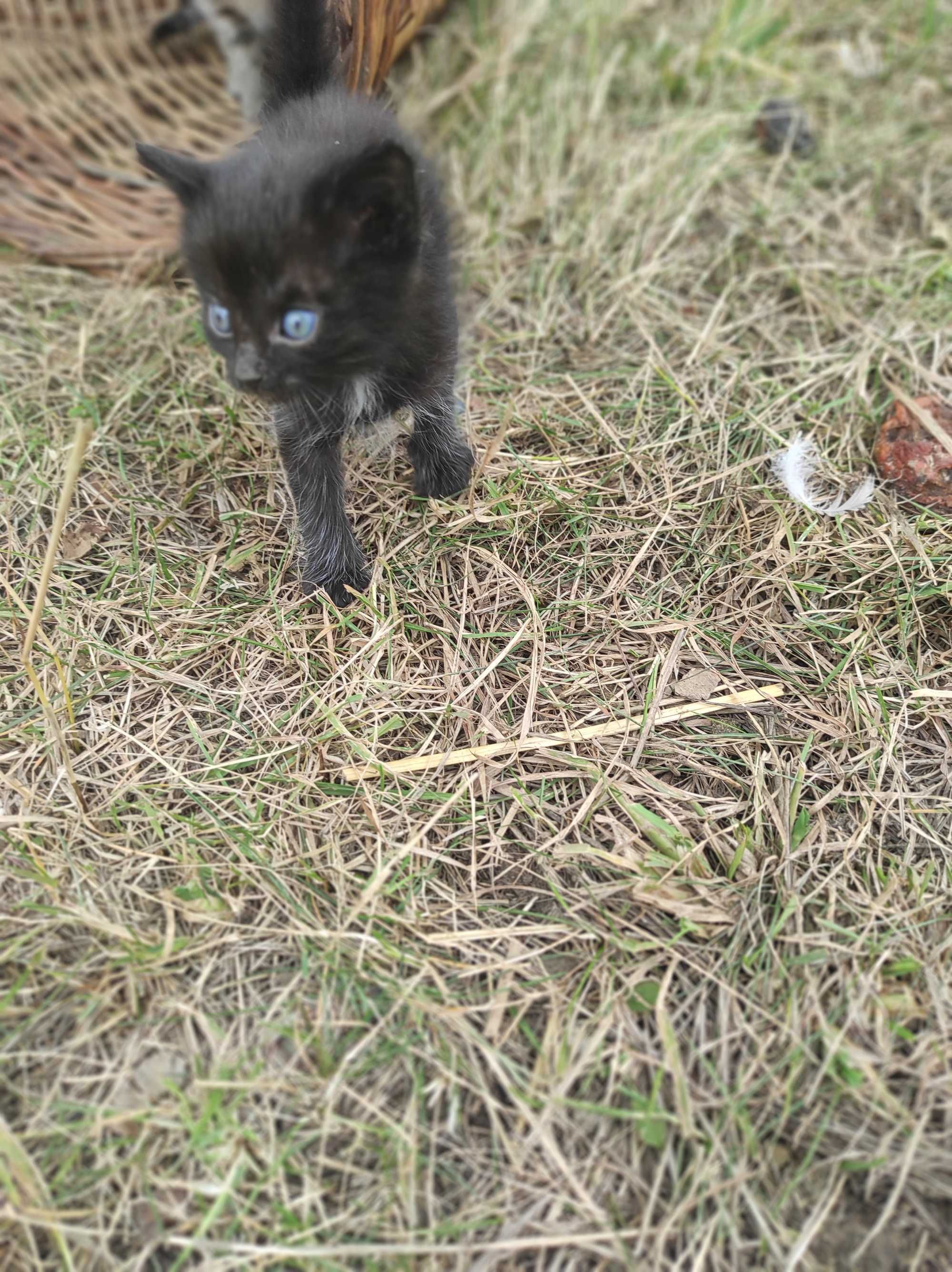 Отдам котят, 2 мальчика и 2 девочки